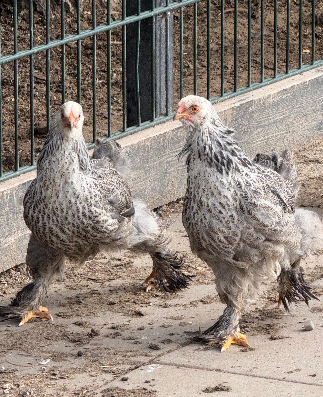 Brahma hennen, Dieren en Toebehoren, Vrouwelijk, Kip