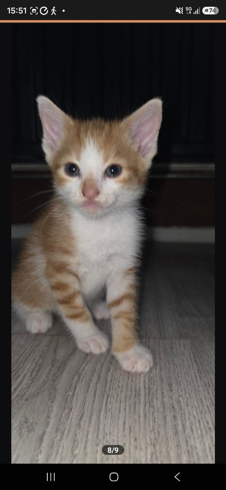 Nog 4 kittens mogen verhuizen