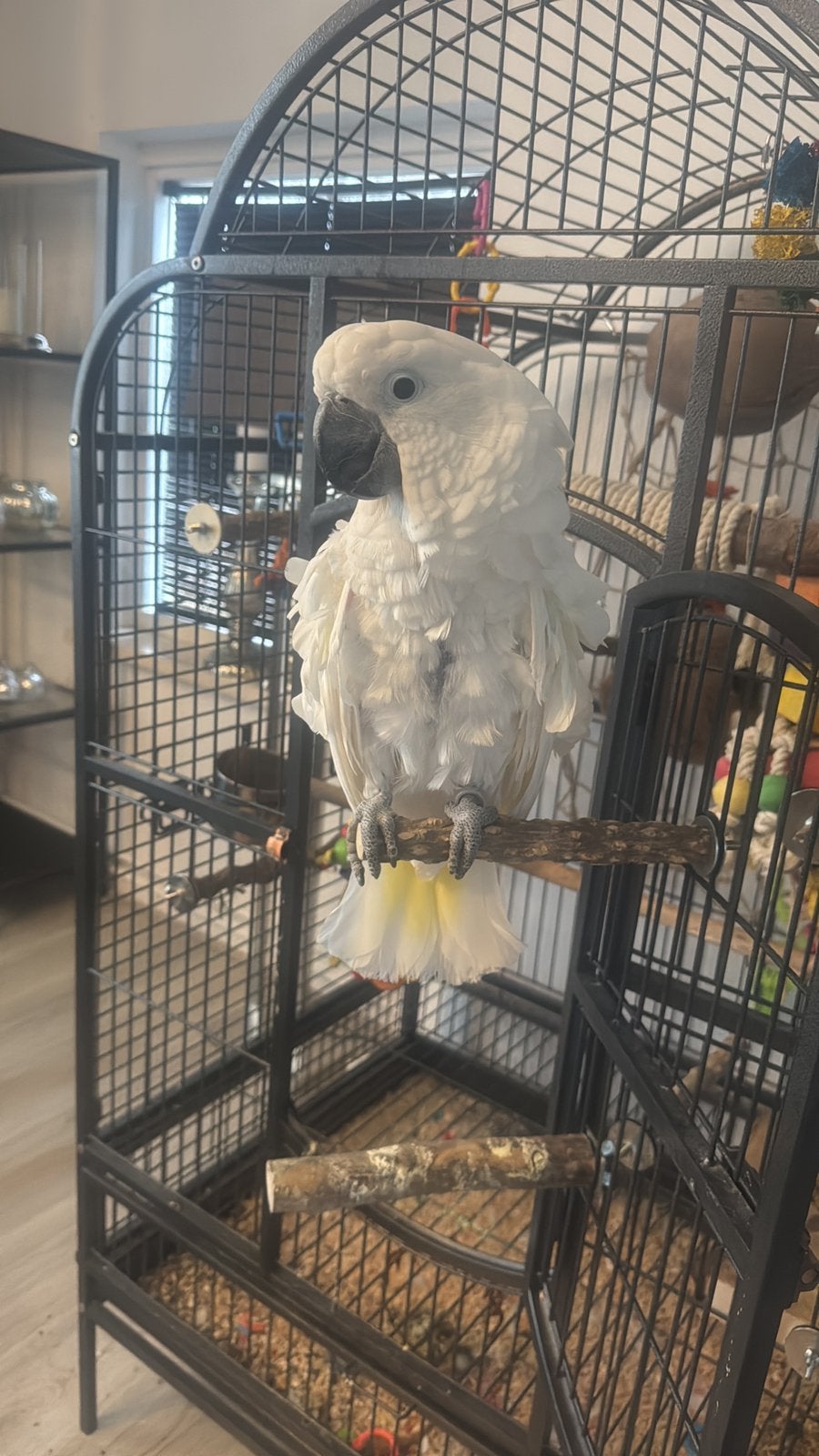 Witkuif kaketoe te koop, Dieren en Toebehoren, Vogels | Parkieten en Papegaaien, Mannelijk, Papegaai, Tam
