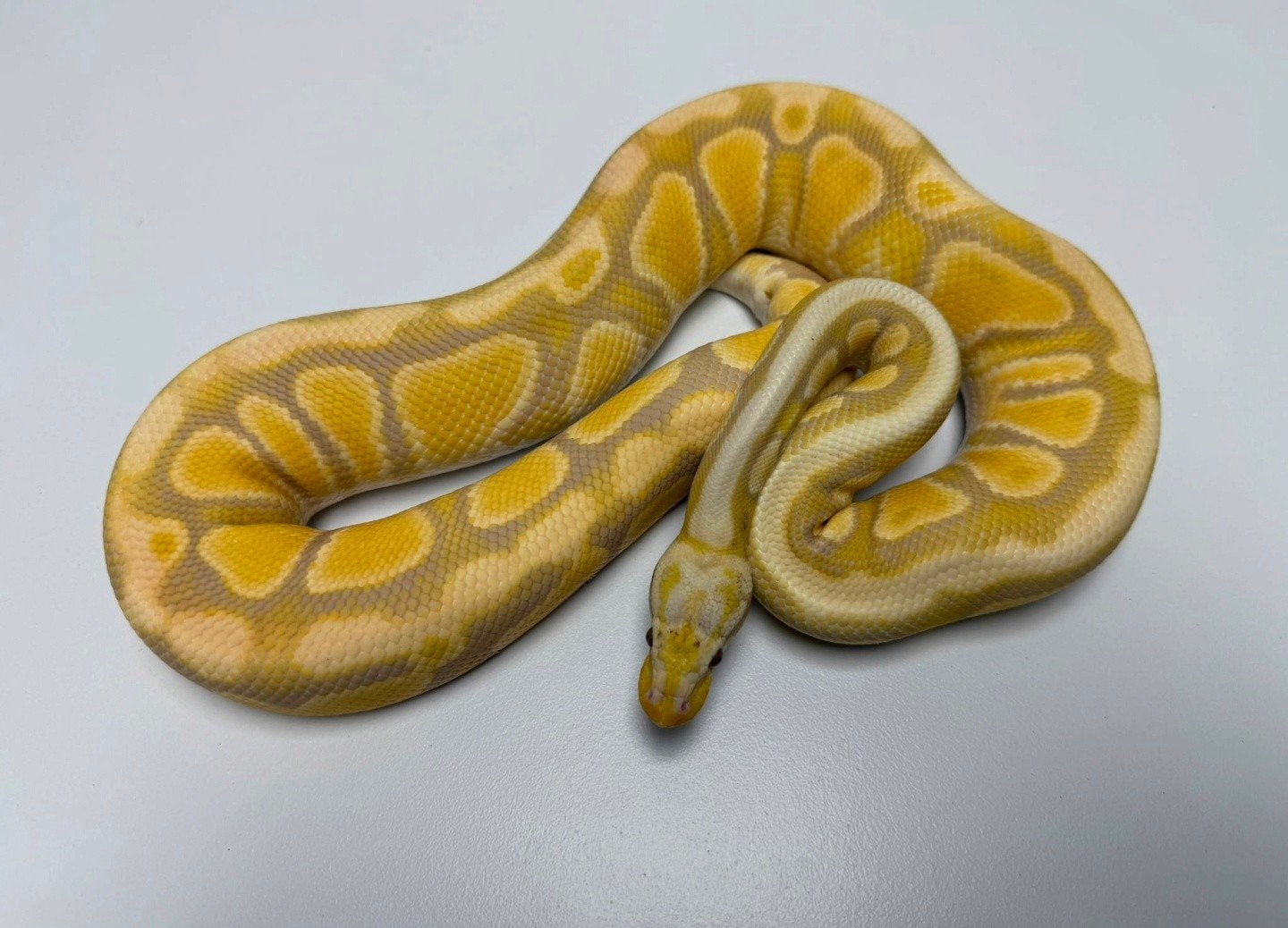 Pastel Candy 100%G-Stripe️  Python regius/Ballpython, Slang, 0 tot 2 jaar