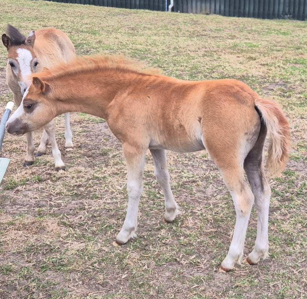 Schitterend en zeer mak voskleurig Welsh A hengstveulen, Met stamboom, 3 tot 6 jaar, B pony (1.17m tot 1.27m), Onbeleerd
