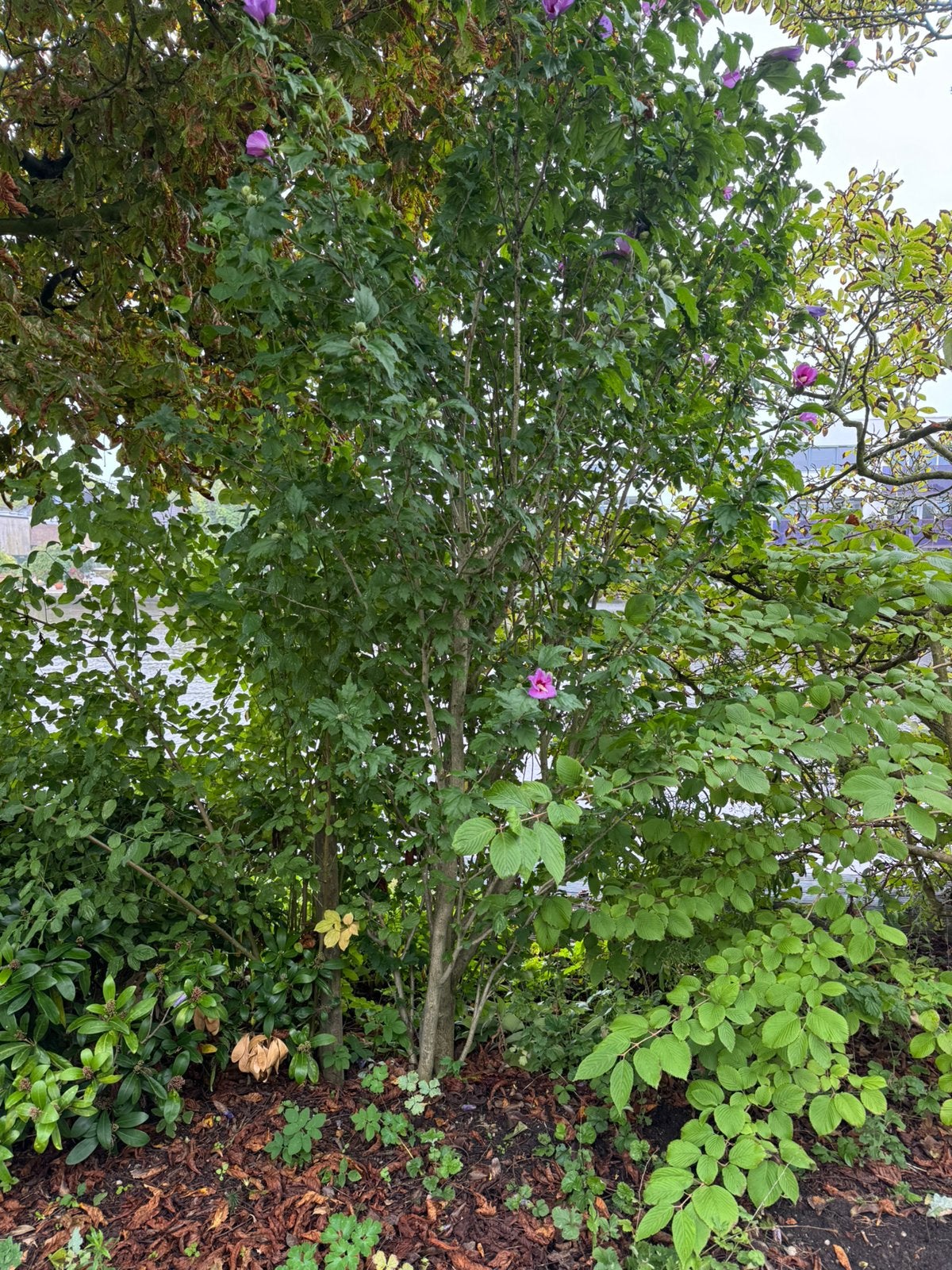 Tuinhibiscus  Hibiscus syriacus, Volle zon, 250 tot 400 cm, Zomer, Overige soorten