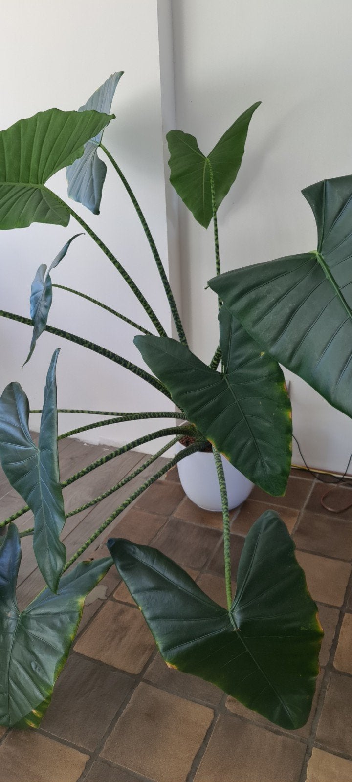 Prachtige Alocasia Zebrina - stek, 100 tot 150 cm, Overige soorten, In pot, Groene kamerplant
