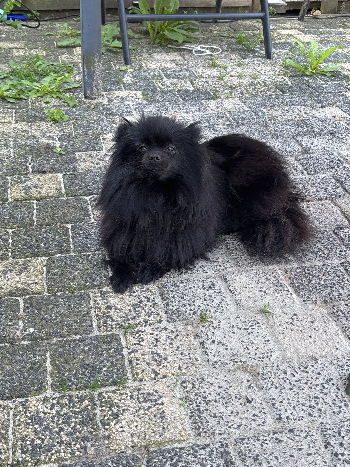 Pomeriaan, Parvo, 1 tot 2 jaar, Teef, Eén hond