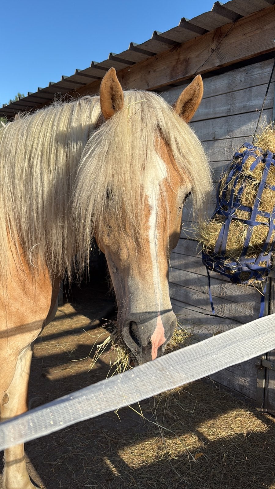 Haflinger zoekt leaser, Ophalen, Veelzijdigheid