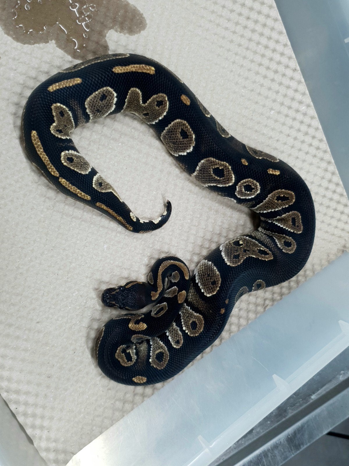 koningspython Ball Python photo 3