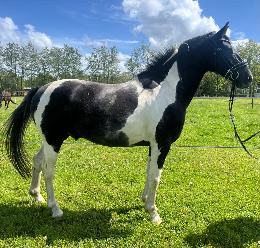 Appaloosa kruising ruin 8 jaar, Dieren en Toebehoren, Paarden, Ruin, Dressuurpaard, 7 tot 10 jaar