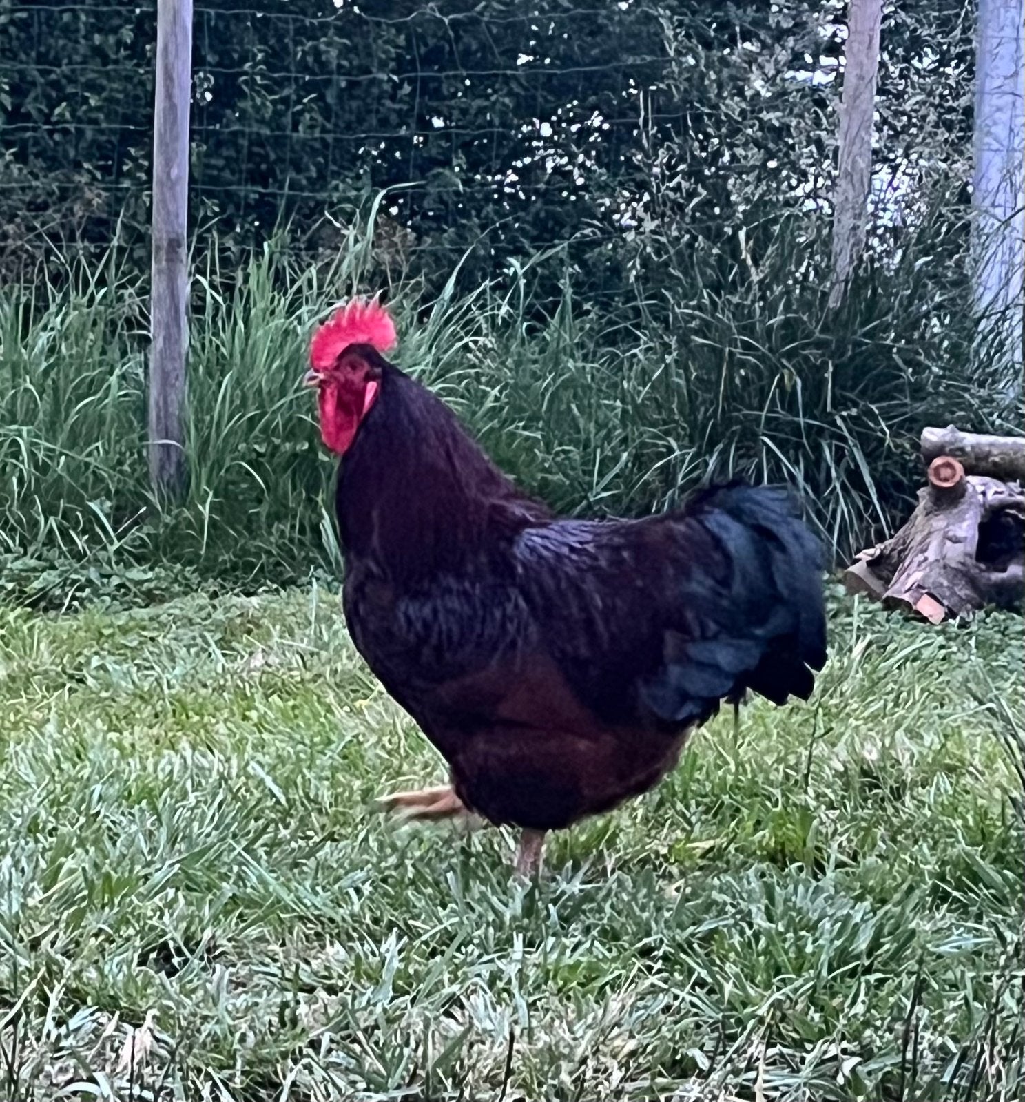 Haan, Dieren en Toebehoren, Pluimvee, Mannelijk, Kip