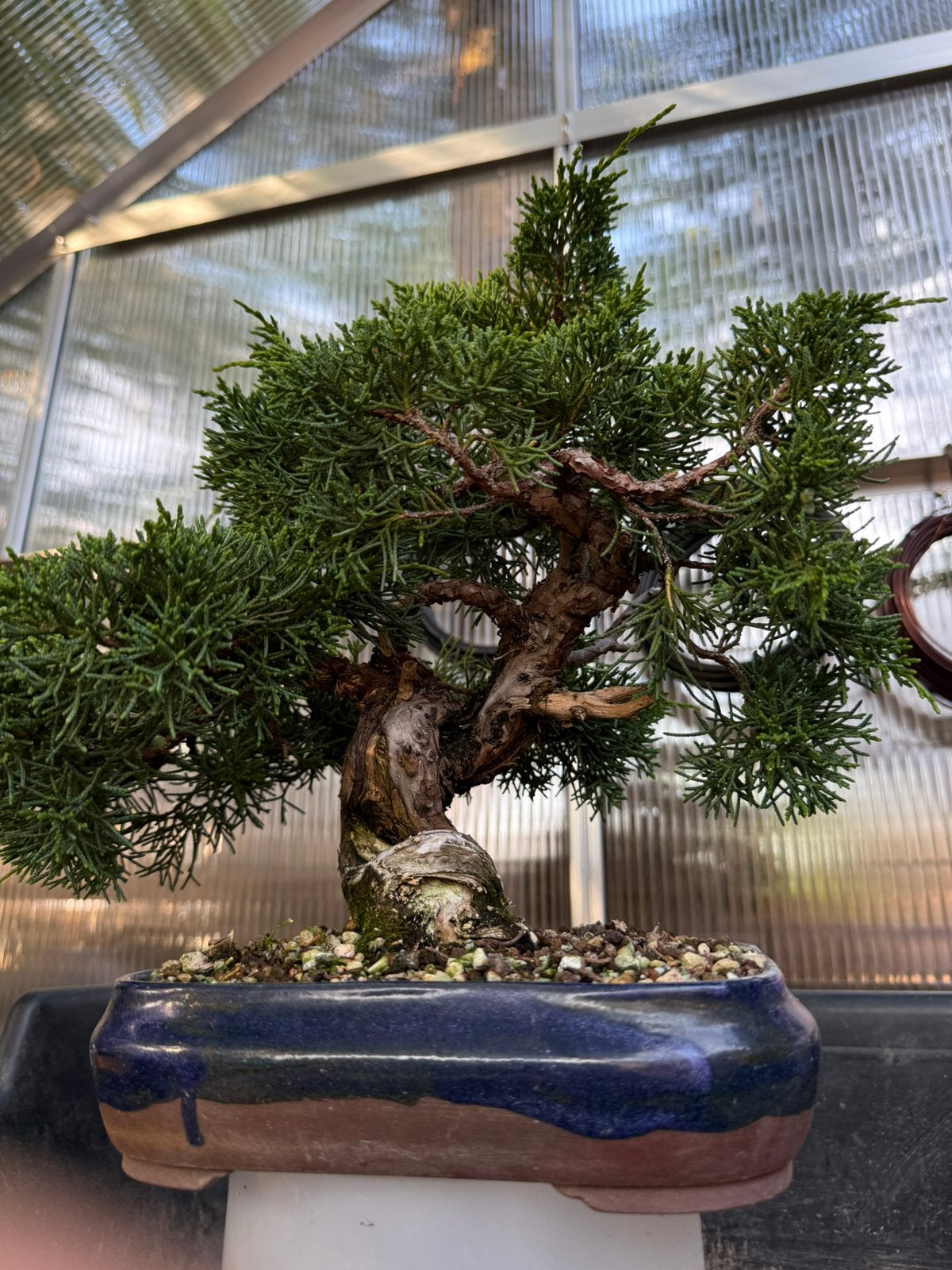 Jeneverbes Bonsai Kishu top boom Juniperus Chinensis Japan, Ophalen of Verzenden, Volle zon, Overige soorten, Minder dan 100 cm