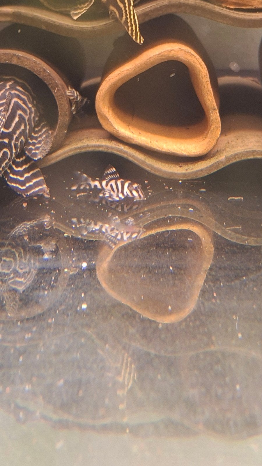 L-333 5cm Meerval Hypancistrus pleco, Vis