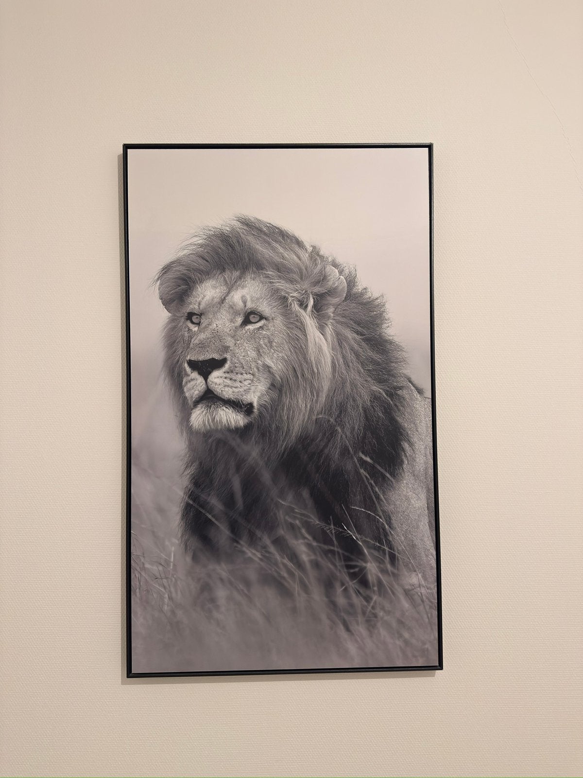 Prachtige Leeuwenprint - Zwart-wit schilderij 70x118 cm, Ophalen, 75 tot 100 cm, 75 – 100, Print