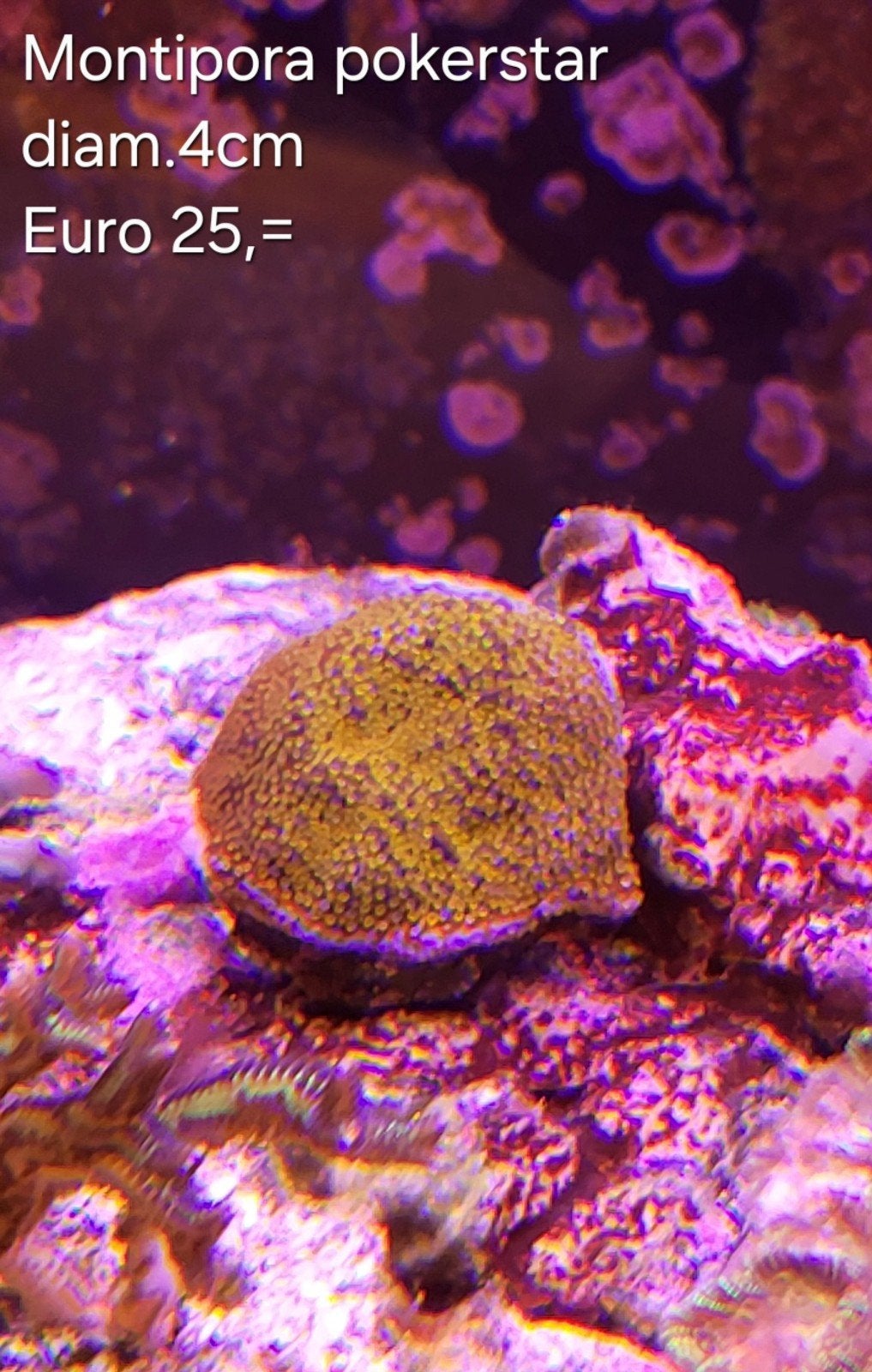Montipora pokerstar, Vis
