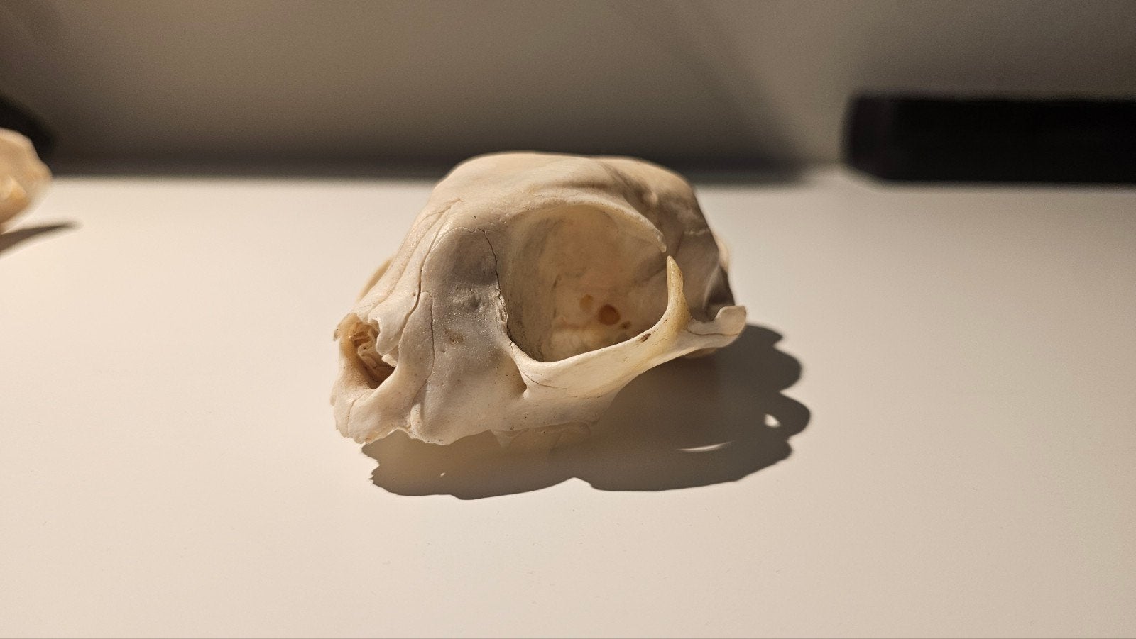 Oude schedel van kat, Ophalen of Verzenden, Gebruikt, Hond of Kat, Schedel