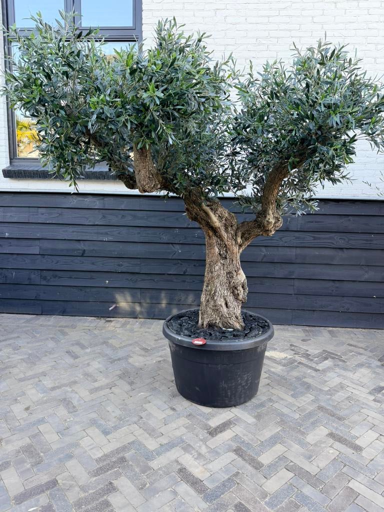 Onwijs mooie kunstolijf/ olijfboom binnen, Ophalen of Verzenden