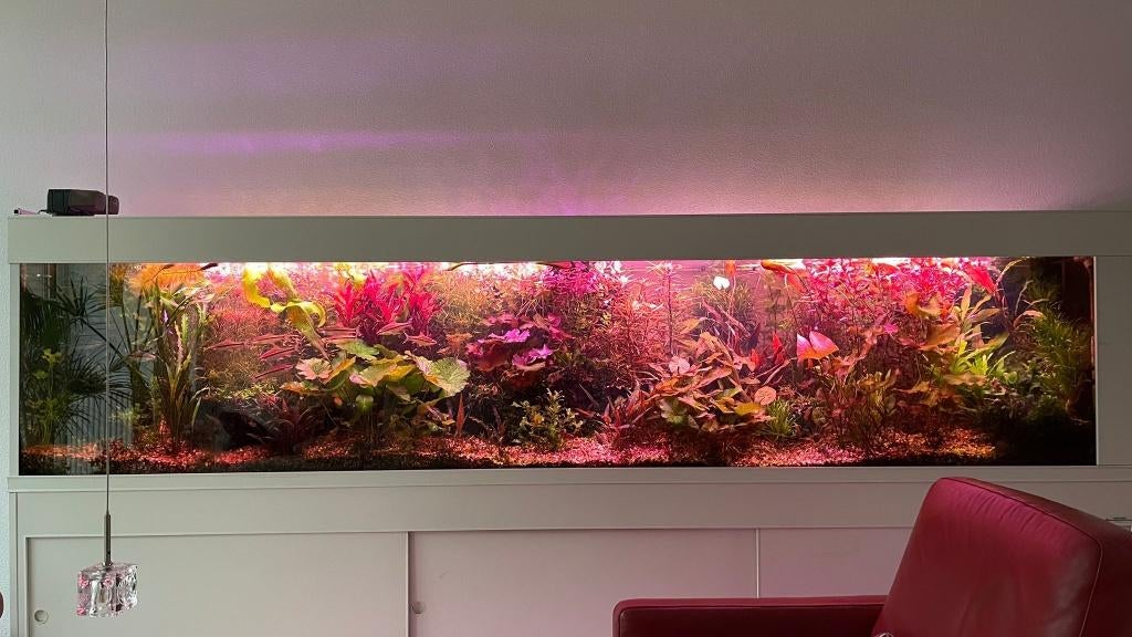 Leuk pakket aquariumplanten diverse soorten, Dieren en Toebehoren, Vissen | Aquaria en Toebehoren, Ophalen of Verzenden, Zo goed als nieuw