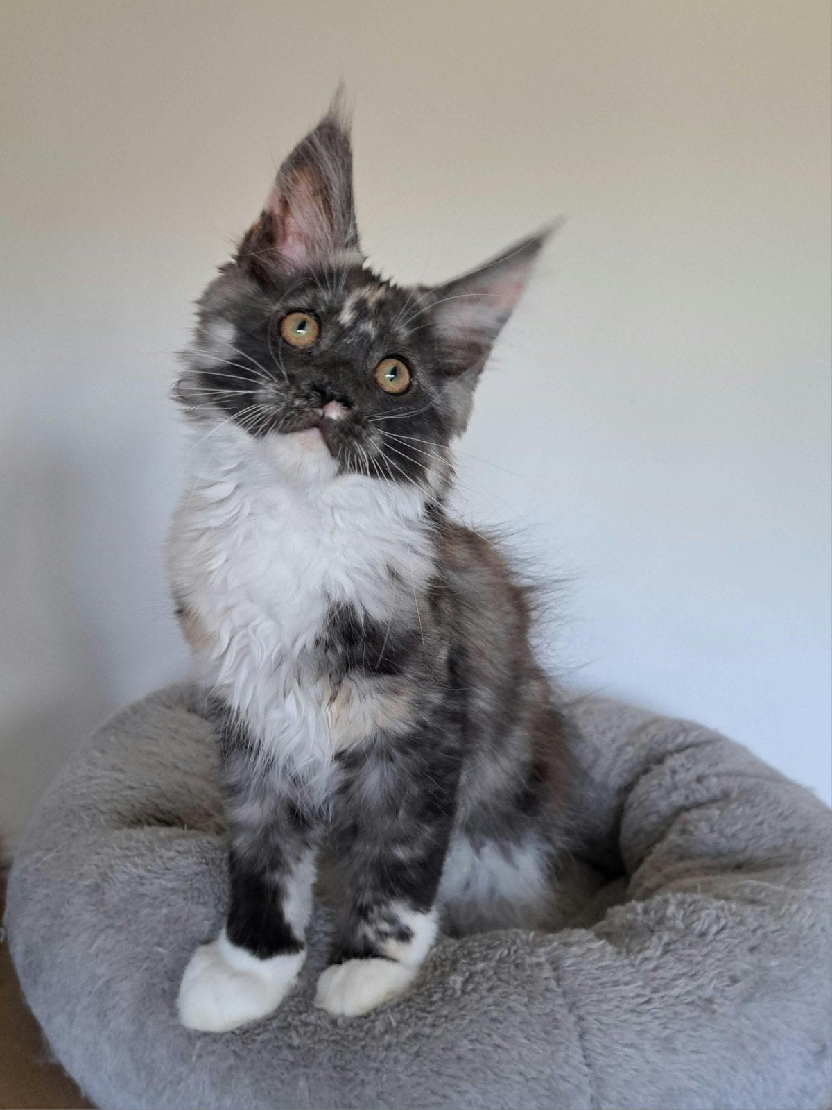 Maine coon kittens met stamboom en volledig geteste ouders, Poes, Met stamboom, 0 tot 2 jaar