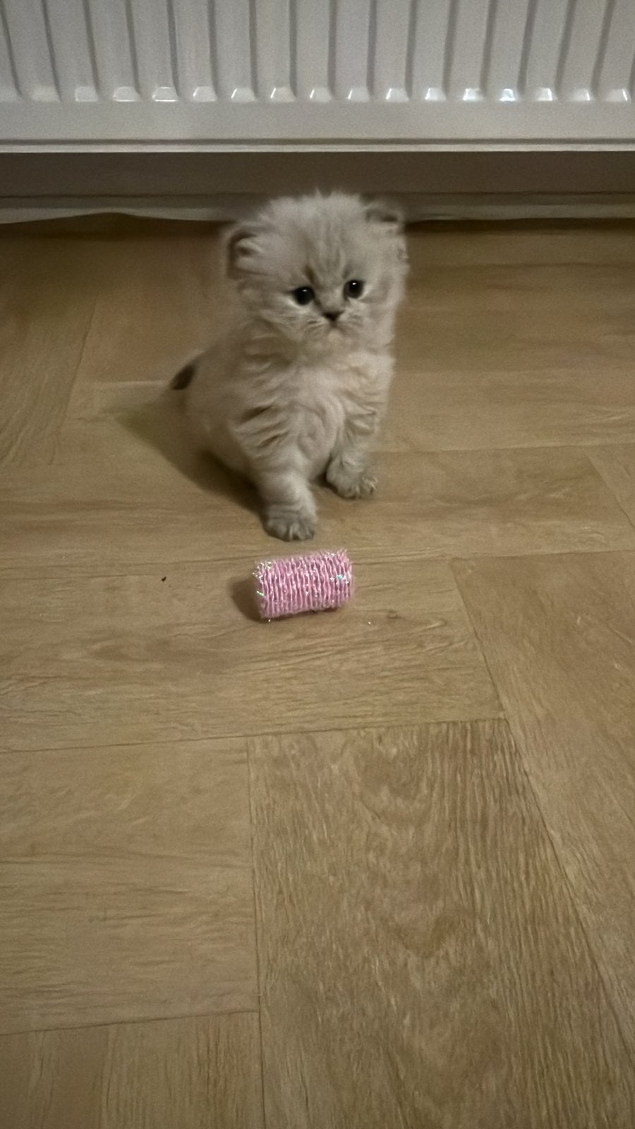 Perzische kitten, Poes
