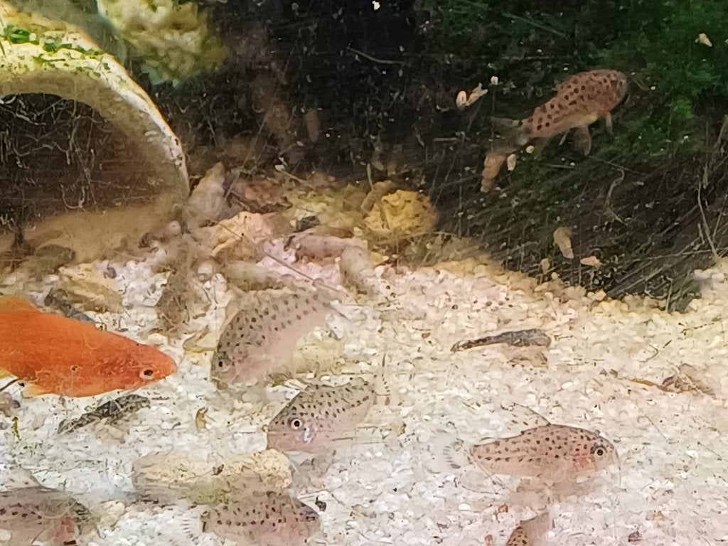 jonge Hoplisoma knacki nakweek(corydoras), Dieren en Toebehoren, Vissen | Aquariumvissen, Vis, Zoetwatervis, Schoolvis