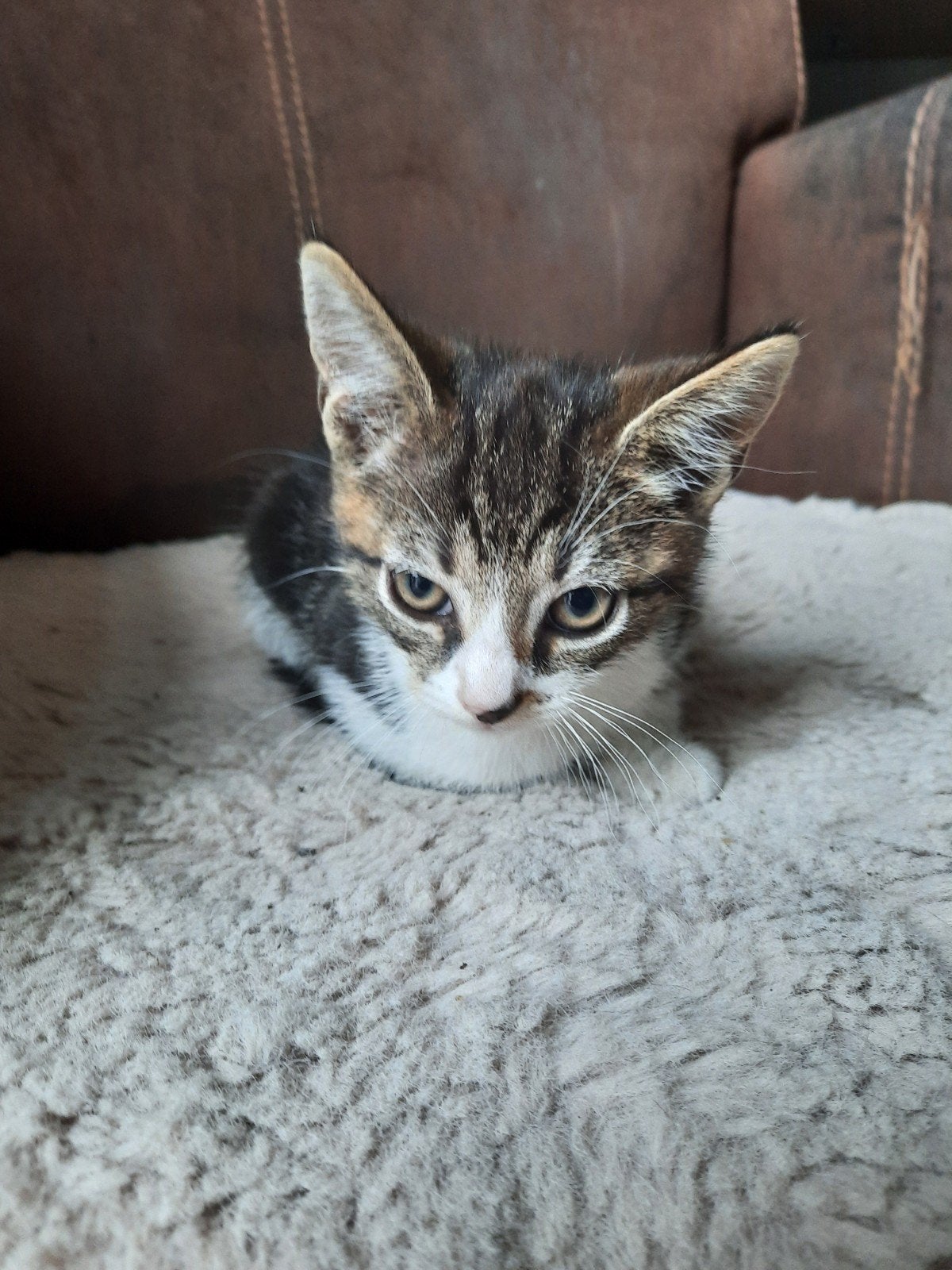 ( Nog 2) Lieve bonte kittens zoeken een nieuw thuis, Dieren en Toebehoren, Meerdere dieren