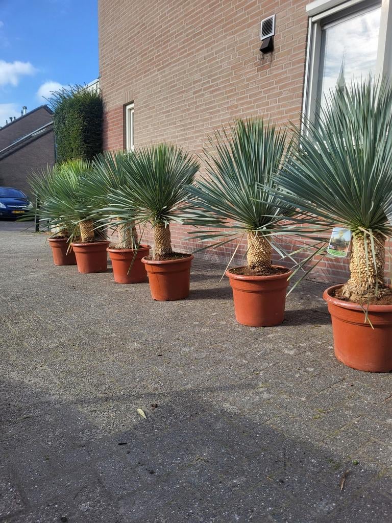 Yucca rostrata xxl, Ophalen of Verzenden, Overige soorten, Volle zon
