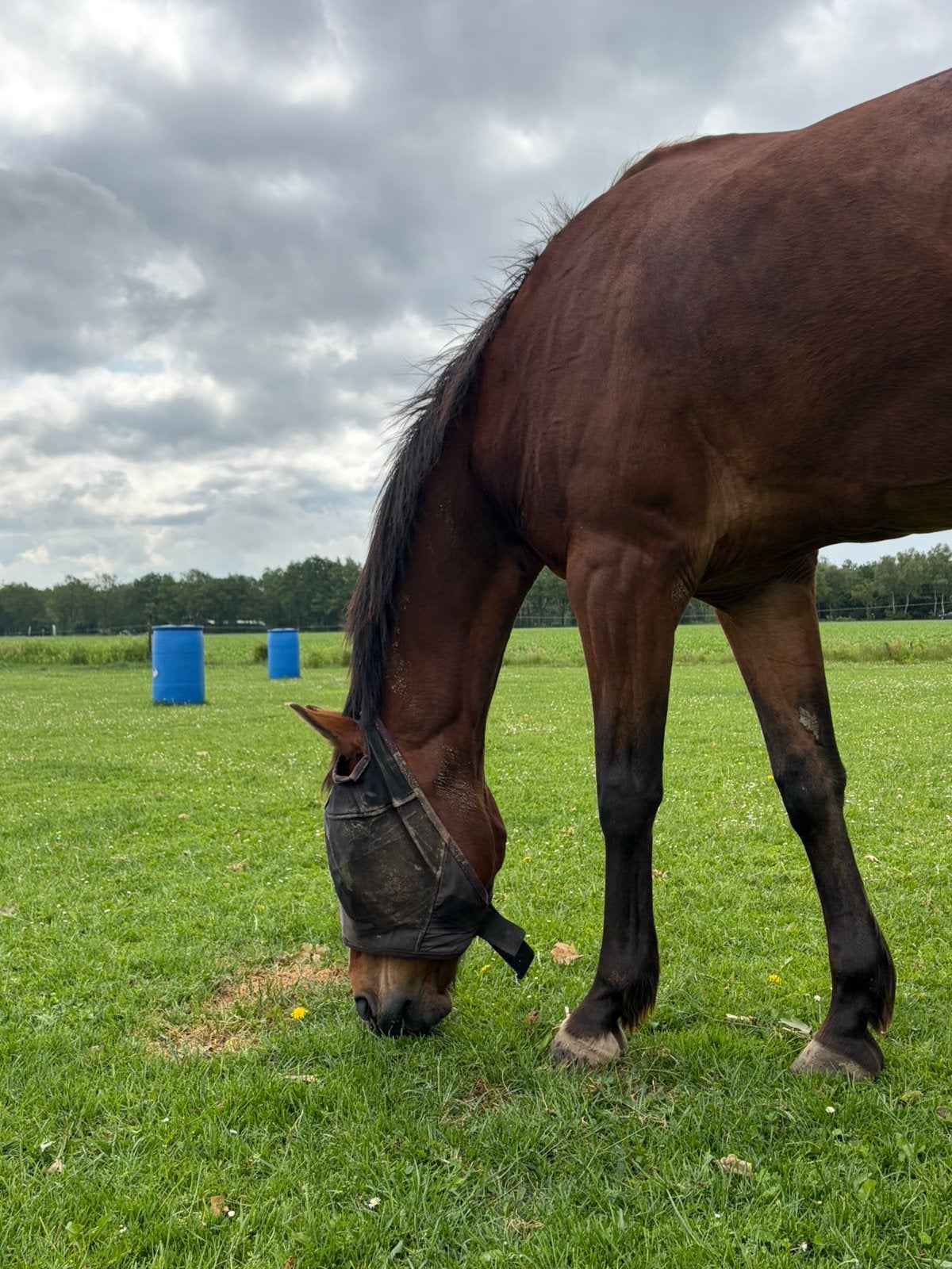 Stalling en weidegang gezocht, Dieren en Toebehoren, Stalling en Weidegang, Stalling
