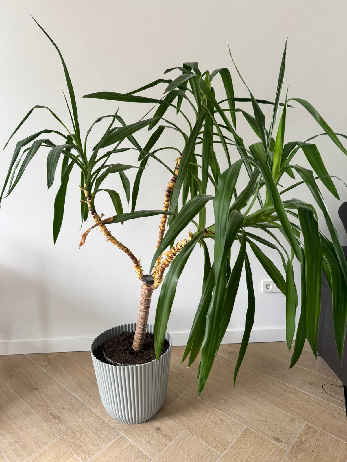 YUCCA Plant, Ophalen, Halfschaduw, 100 tot 150 cm