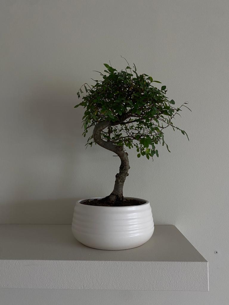 Bonsai boompje met pot, Ophalen, Halfschaduw, Minder dan 100 cm