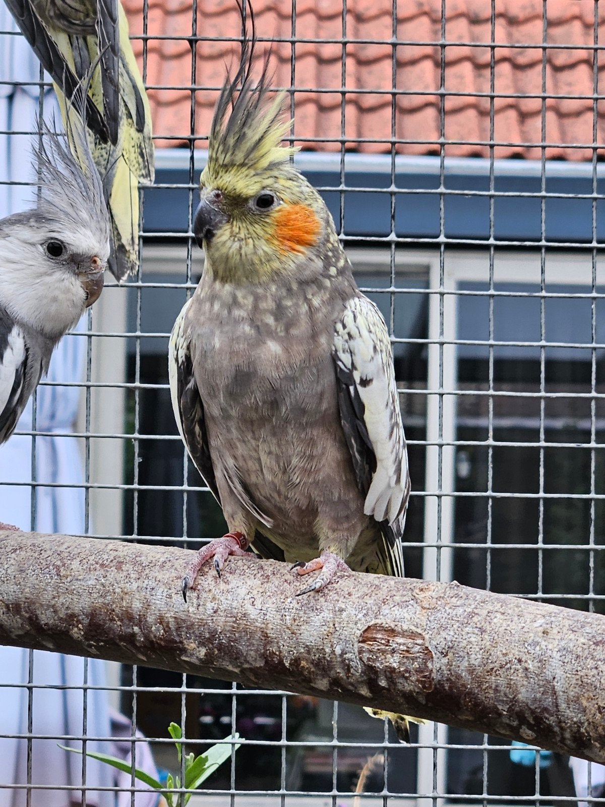 Valkparkieten, Dieren en Toebehoren, Meerdere dieren, Parkiet, Geringd