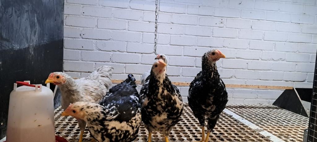 Wyandotte hanen, Dieren en Toebehoren, Pluimvee, Mannelijk, Kip