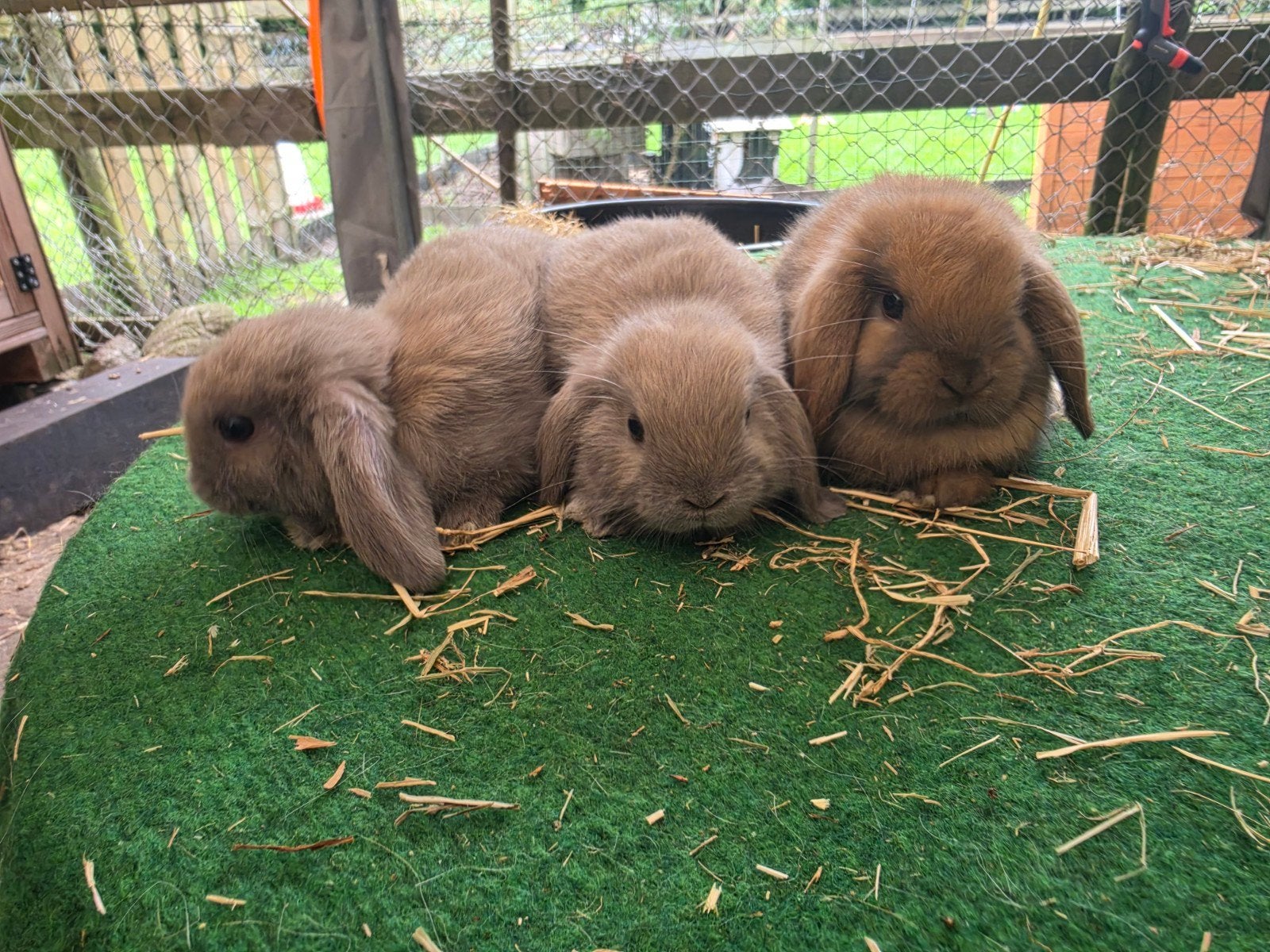 Zeer lieve knappe nhd konijntjes nederlands hangoordwerg, Dieren en Toebehoren, Konijnen, Meerdere dieren, Dwerg