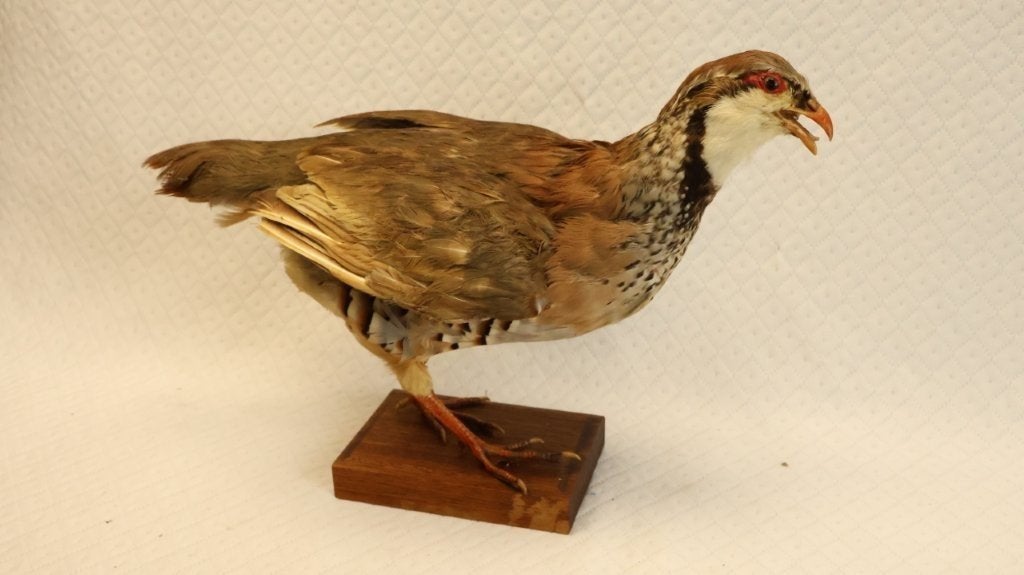 taxidermie - opgezette vogel patrijs, Ophalen of Verzenden, Gebruikt, Vogel, Opgezet dier