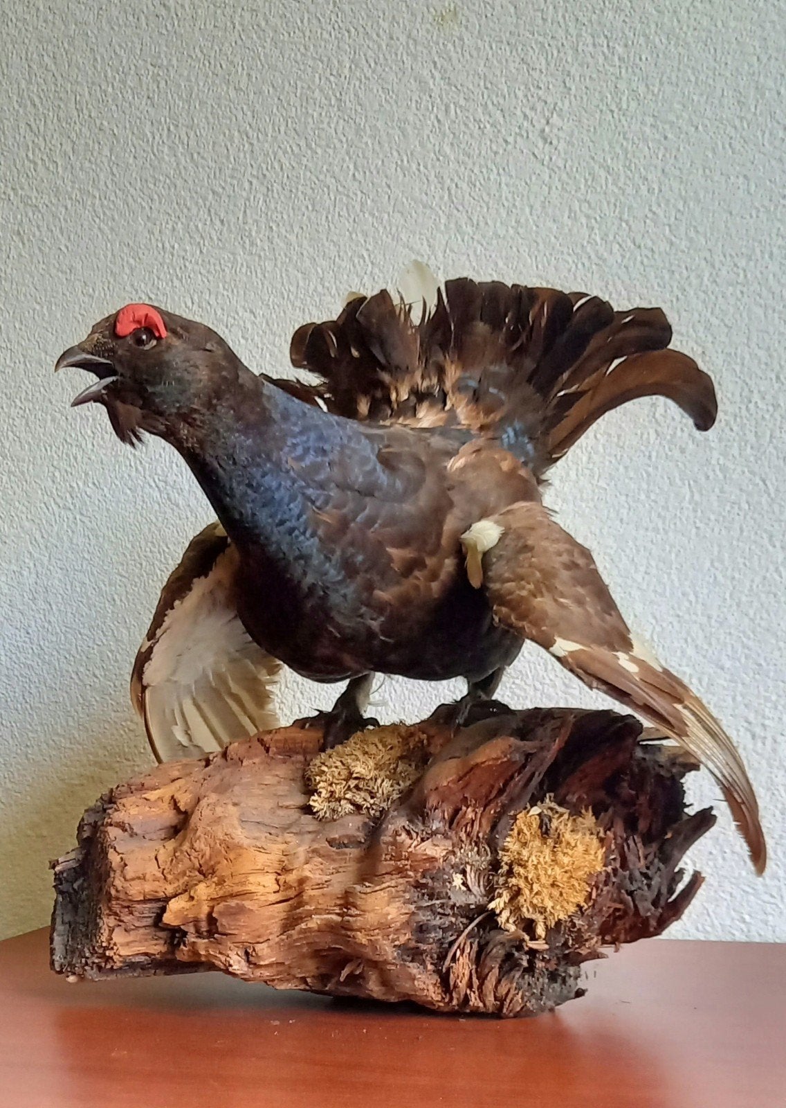 Opgezette korhoen, Ophalen, Vogel, Opgezet dier