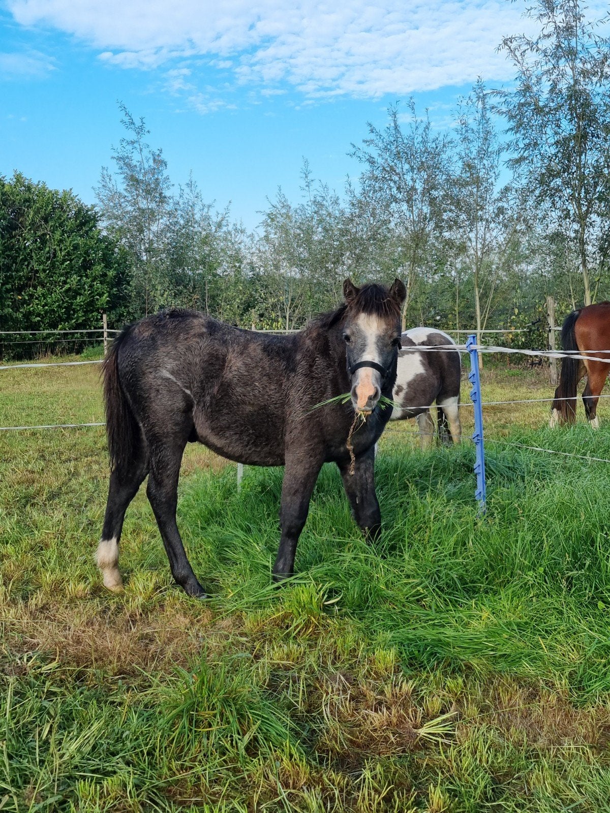 welsh hengstveulen en jaarling merrie  en 2 j shet merrie, Dieren en Toebehoren, Meerdere dieren, Niet van toepassing, A pony (tot 1.17m)