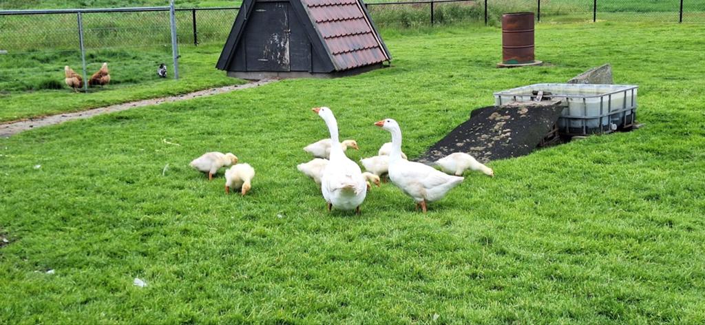 Jonge gansen te koop, Dieren en Toebehoren, Vogels | Duiven, Meerdere dieren, Overige soorten