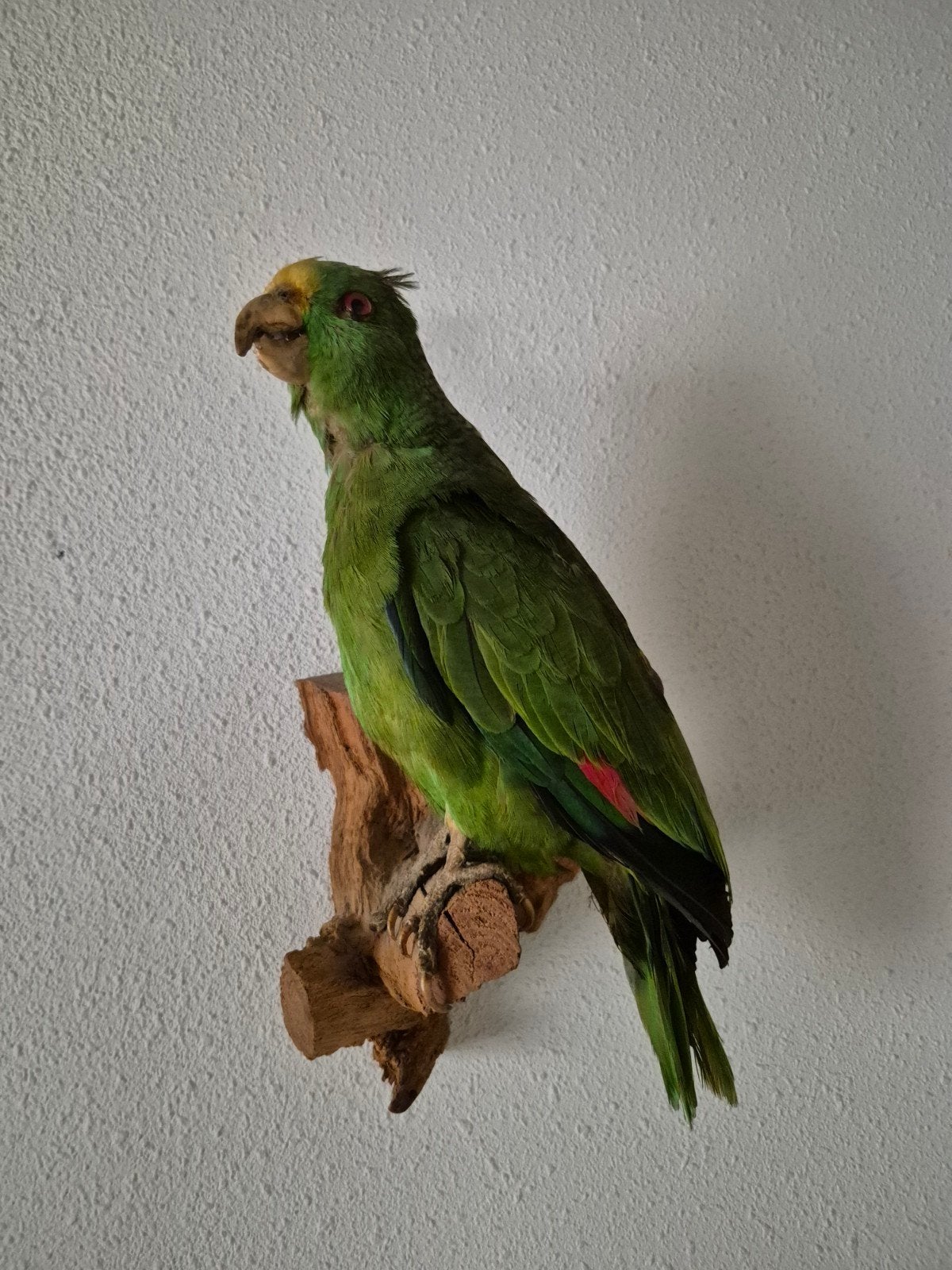 Taxidermie opgezette papegaai, Ophalen of Verzenden