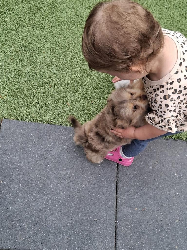 Super mooie pups, Parvo, Overige rassen, 8 tot 15 weken, Meerdere