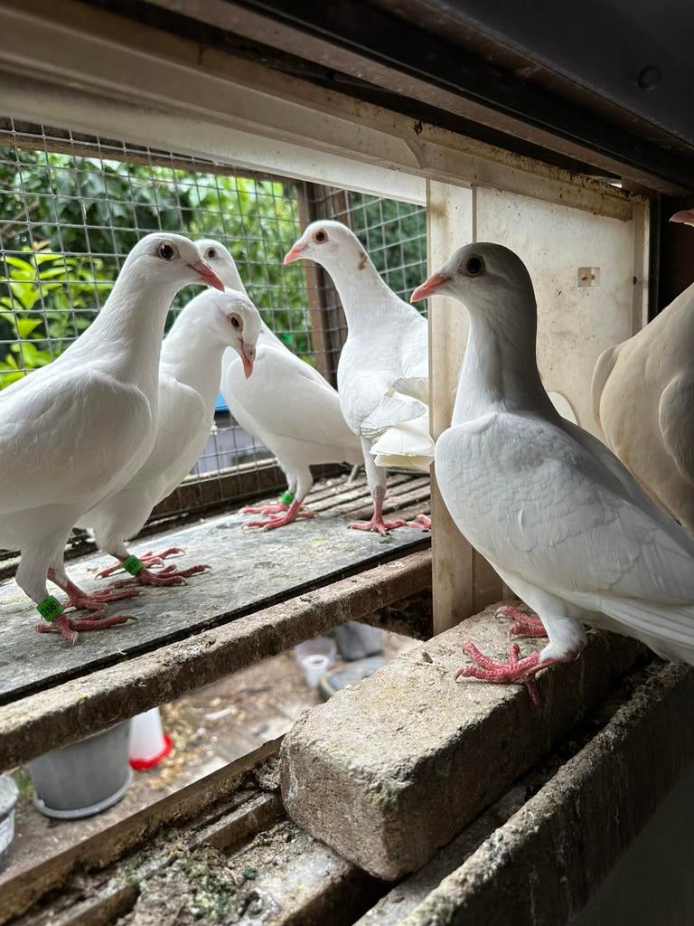 Witte post duiven, Dieren en Toebehoren, Meerdere dieren, Postduif