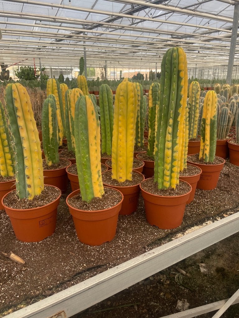 Cactus Tricocereus Pachanoi (San Pedro) Variegata, Ophalen of Verzenden, Minder dan 100 cm, Bloeiende kamerplant, Volle zon