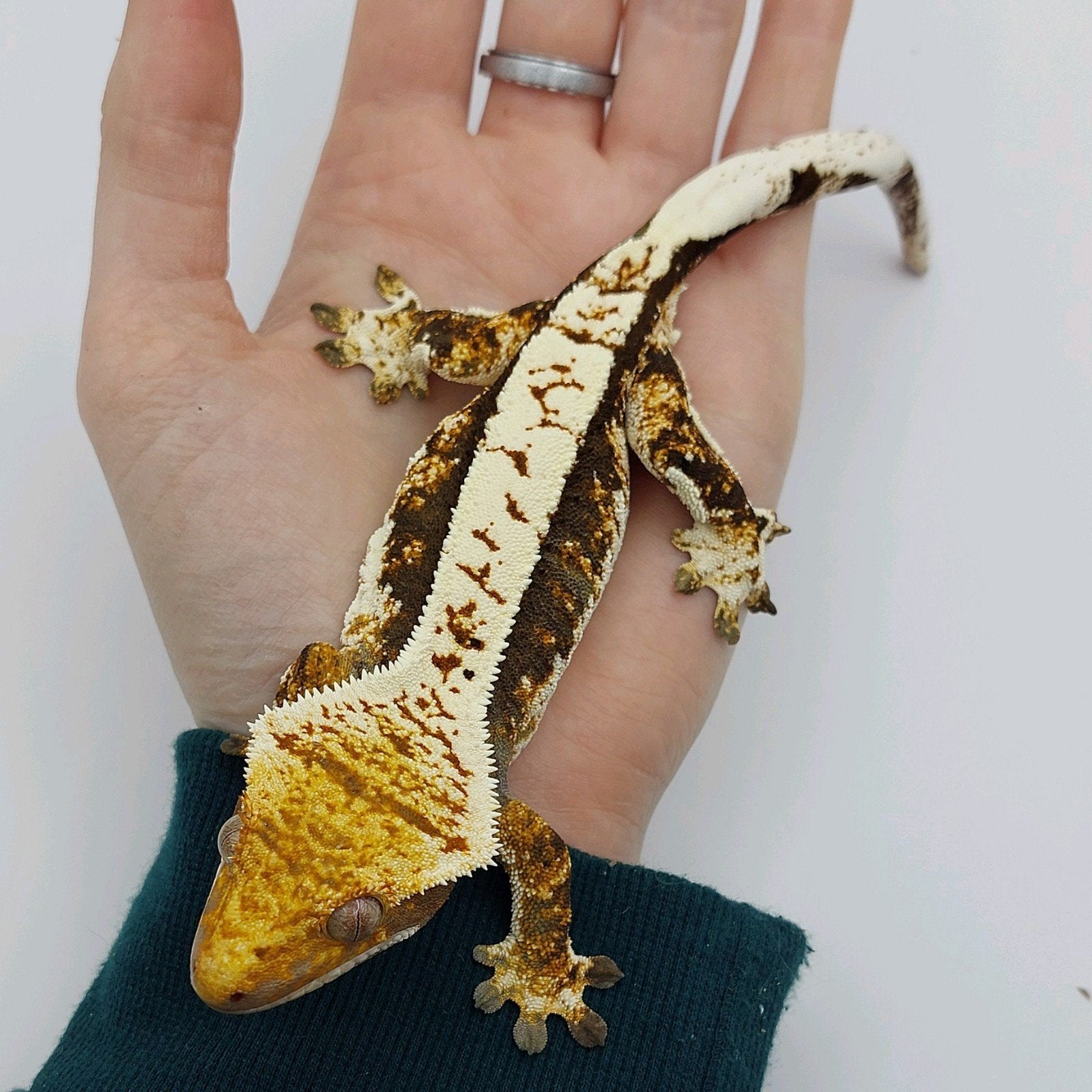 tricolor wimpergekko vrouw, Dieren en Toebehoren