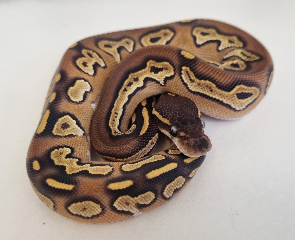 0.1 black head mojave 66% het dreamsicle koningspython Ball Python photo 2