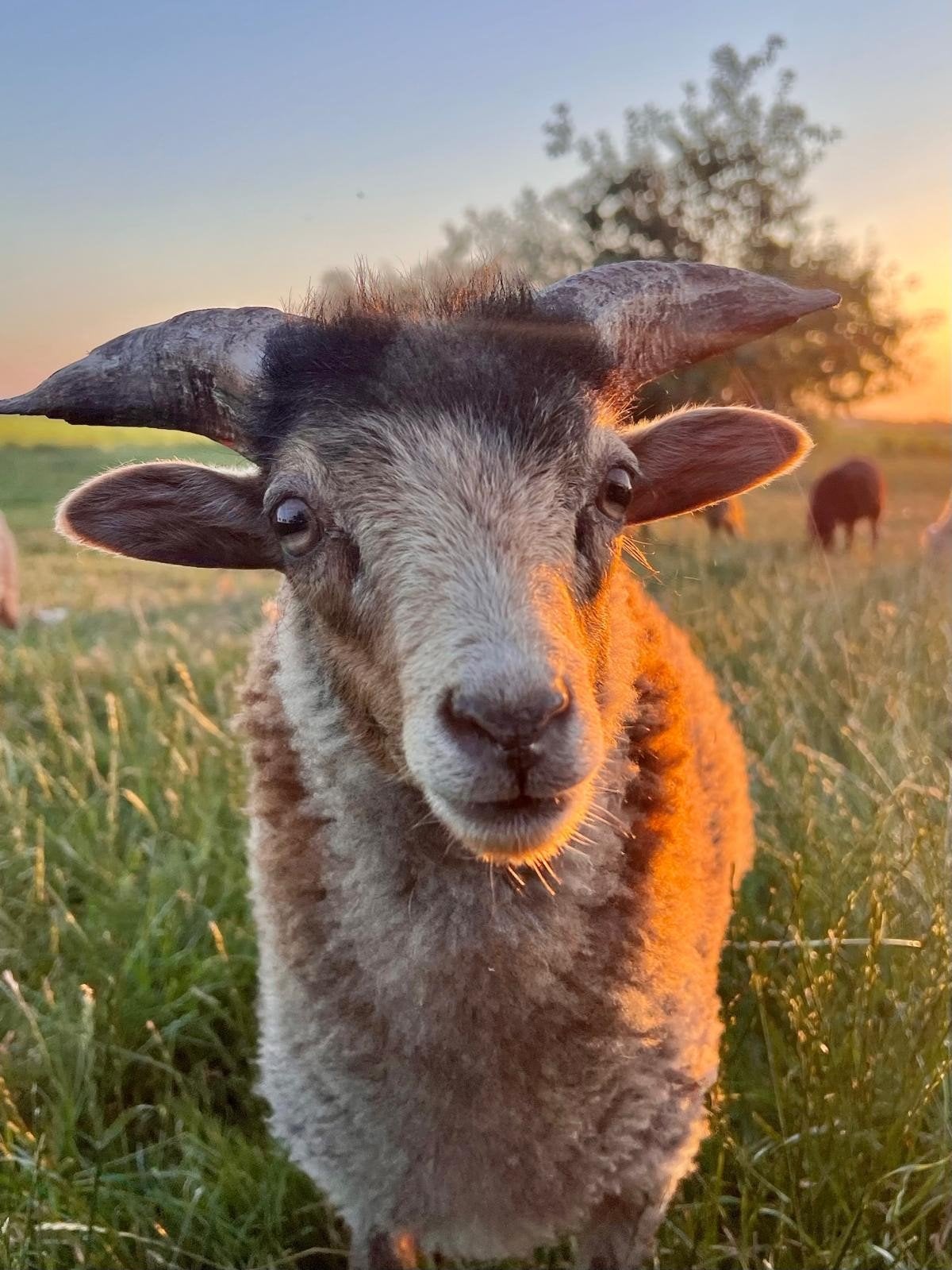 Ouessant ram lammetje schimmel, Mannelijk, Schaap, 0 tot 2 jaar