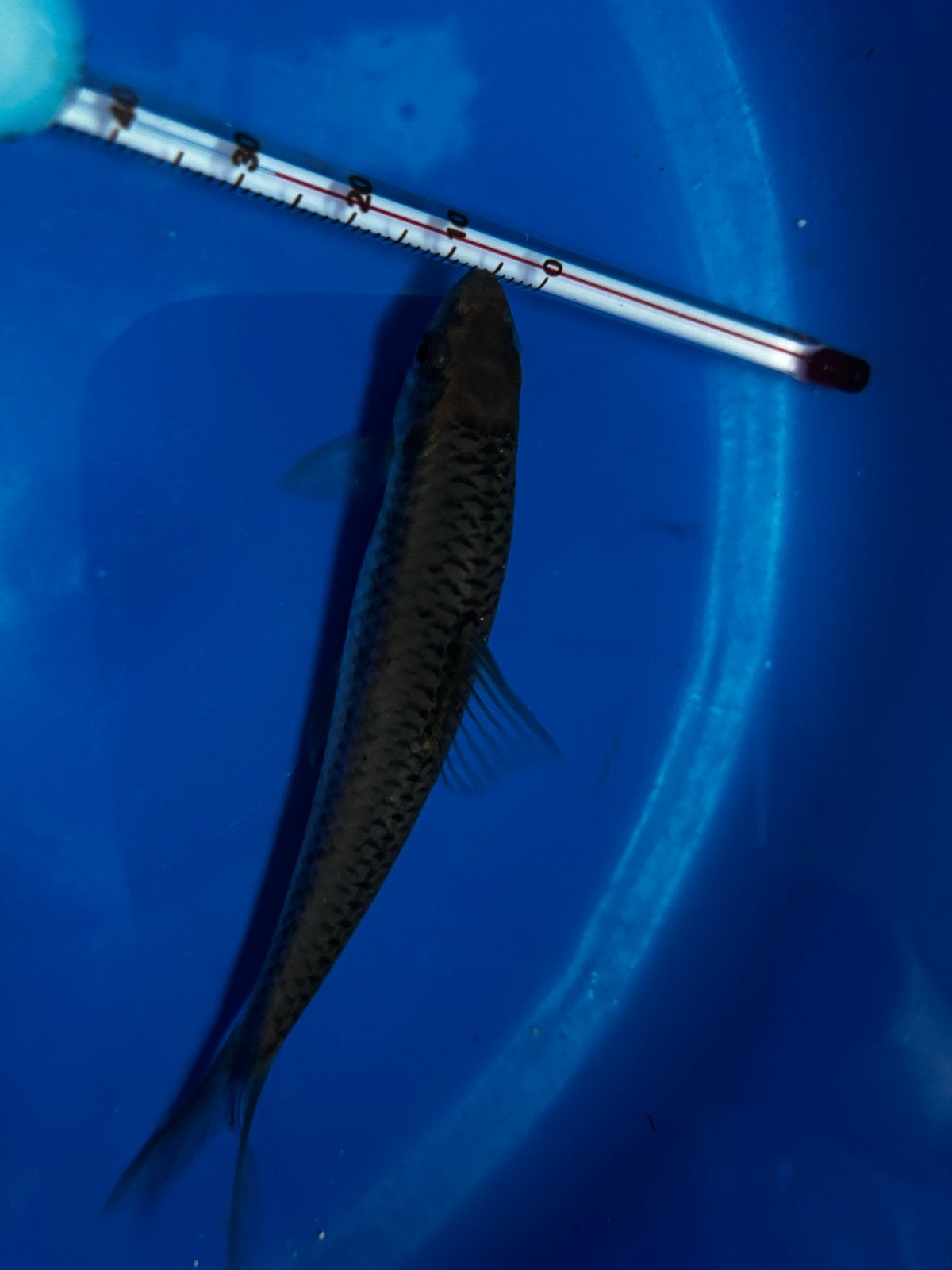 Siamese algeneter (Crossocheilus oblongus), Dieren en Toebehoren, Vissen | Aquariumvissen, Vis