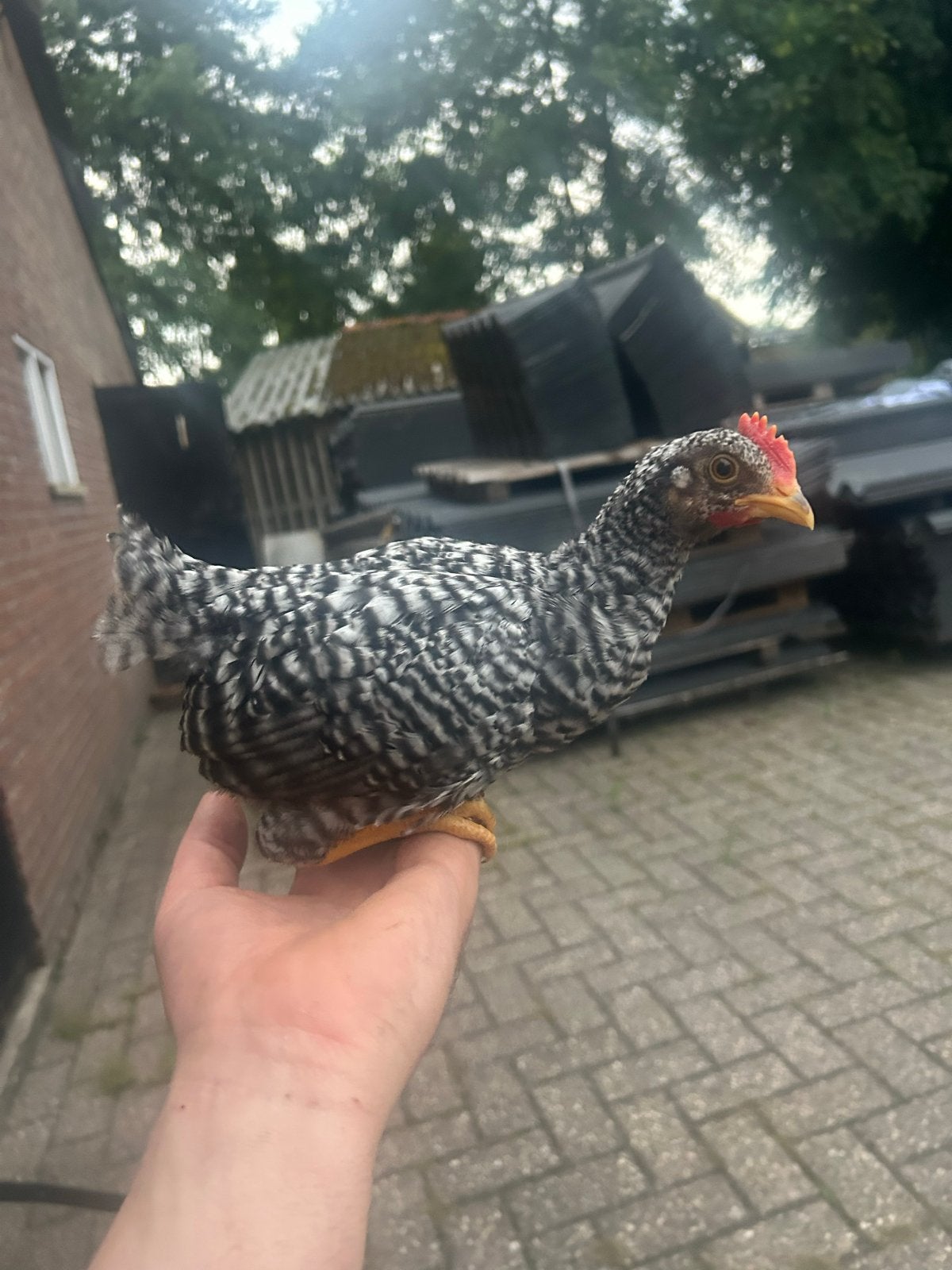 Noord Hollandse blauwe kriel haan, Dieren en Toebehoren, Pluimvee, Mannelijk, Kip