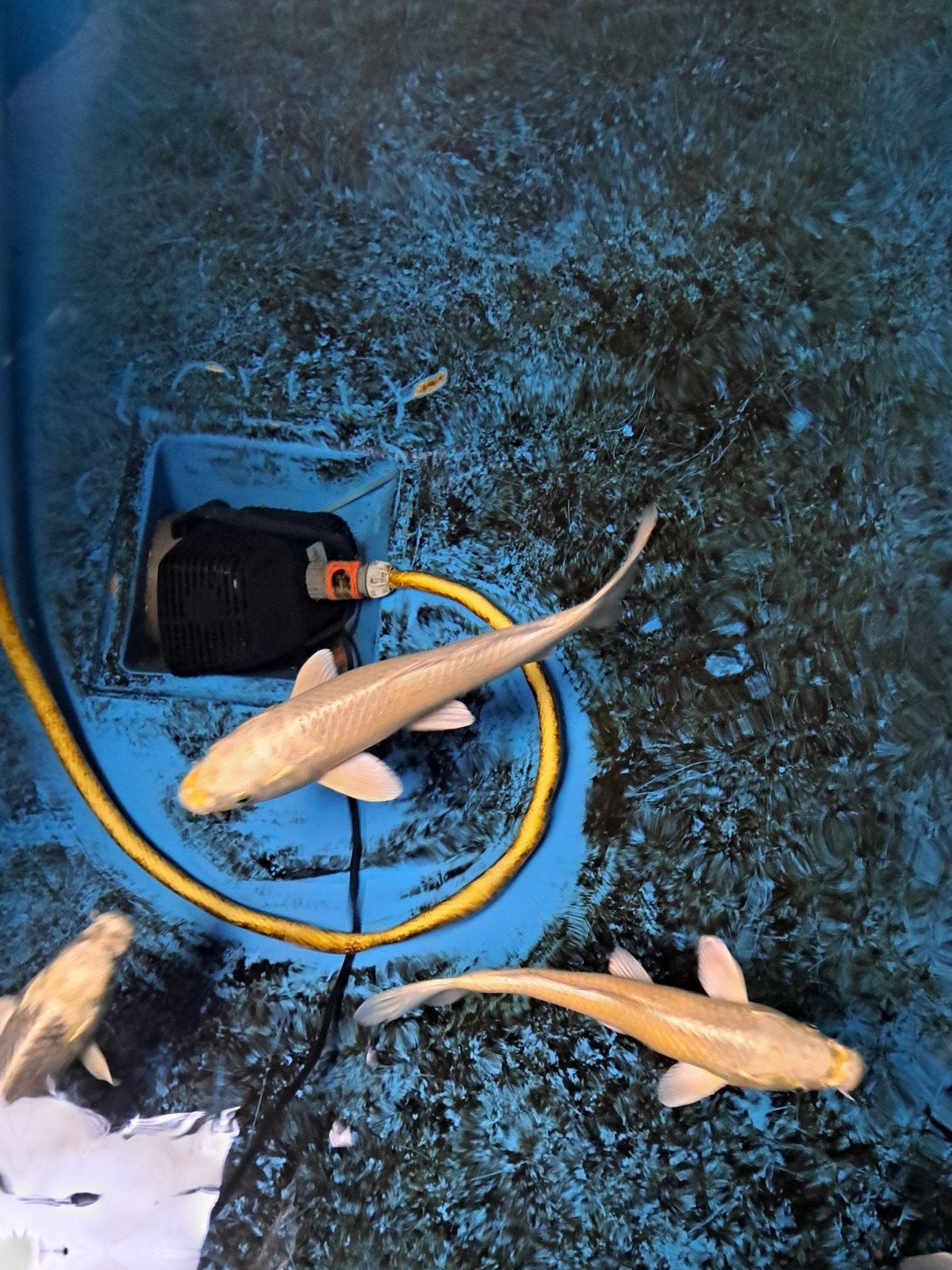 6x koi 30/35cm. samen 75€, Dieren en Toebehoren, Vissen | Vijvervissen