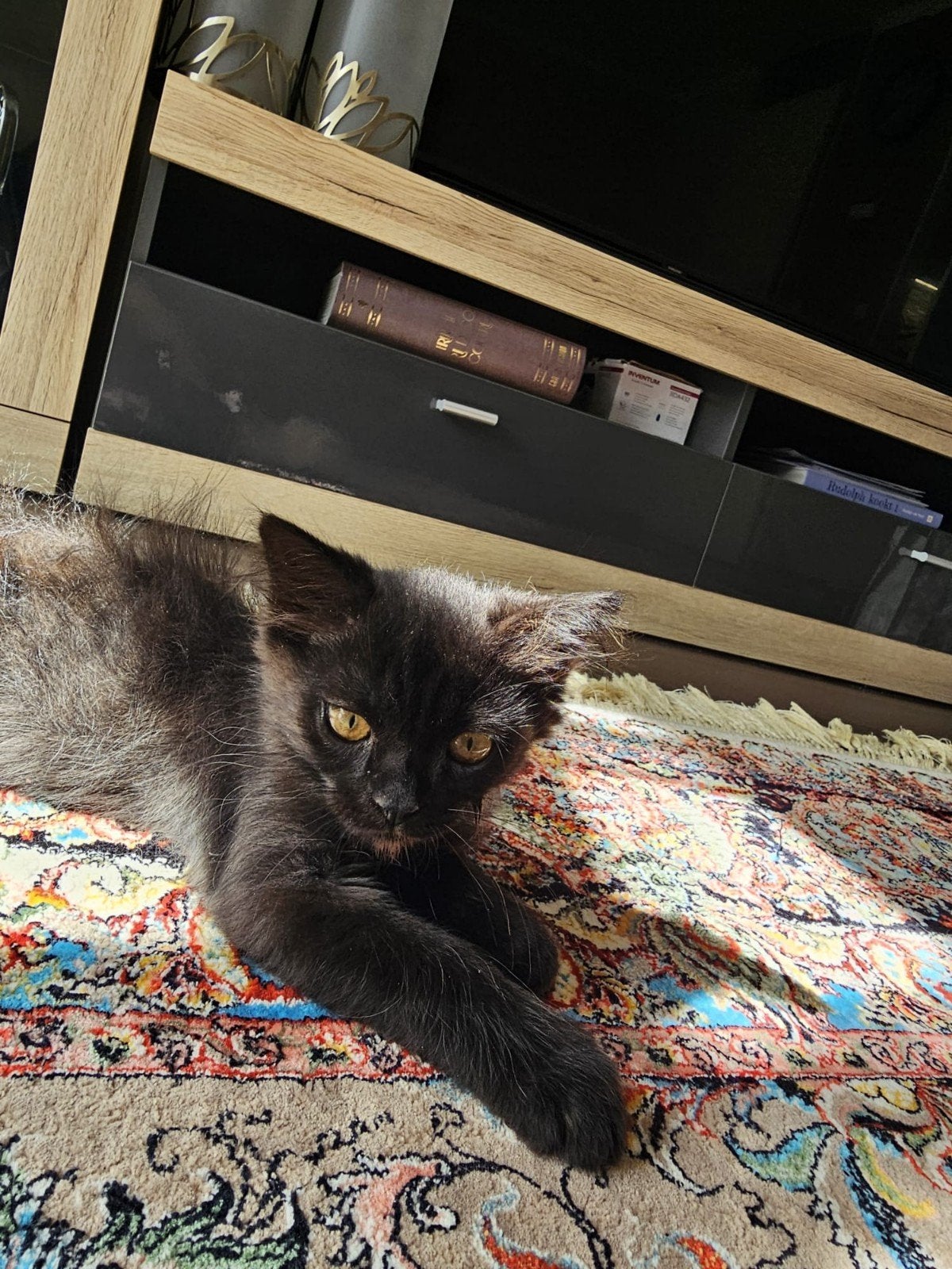 Kitten, Dieren en Toebehoren, Meerdere dieren