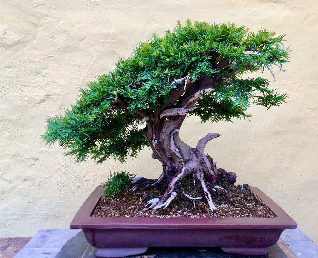 Bonsai Taxus, Bloeit niet, Halfschaduw, Overige soorten, Minder dan 100 cm