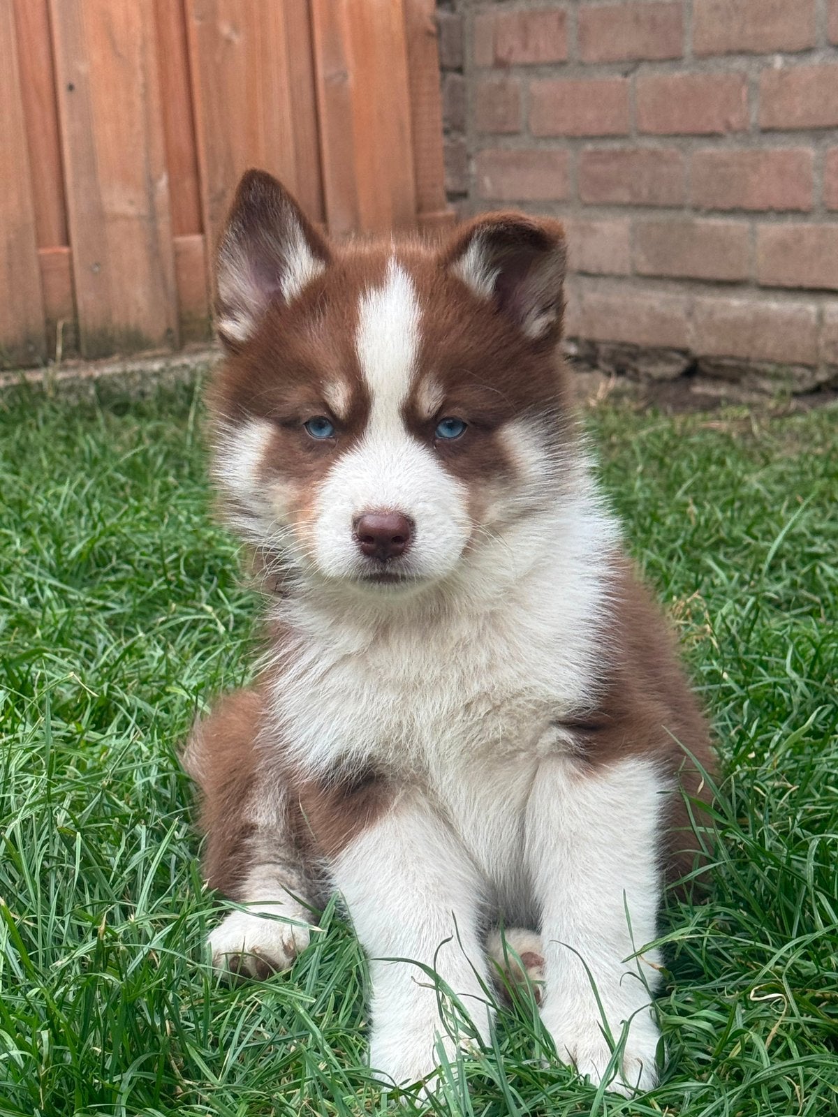 Lieve, schattige Pomsky pups mogen verhuizen, Overige rassen, 8 tot 15 weken, Parvo, Meerdere