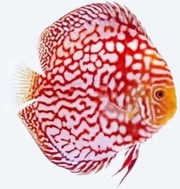 Discus Checkerbord Redmap - ca 10cm - Koidream Valburg, Vis, Zoetwatervis