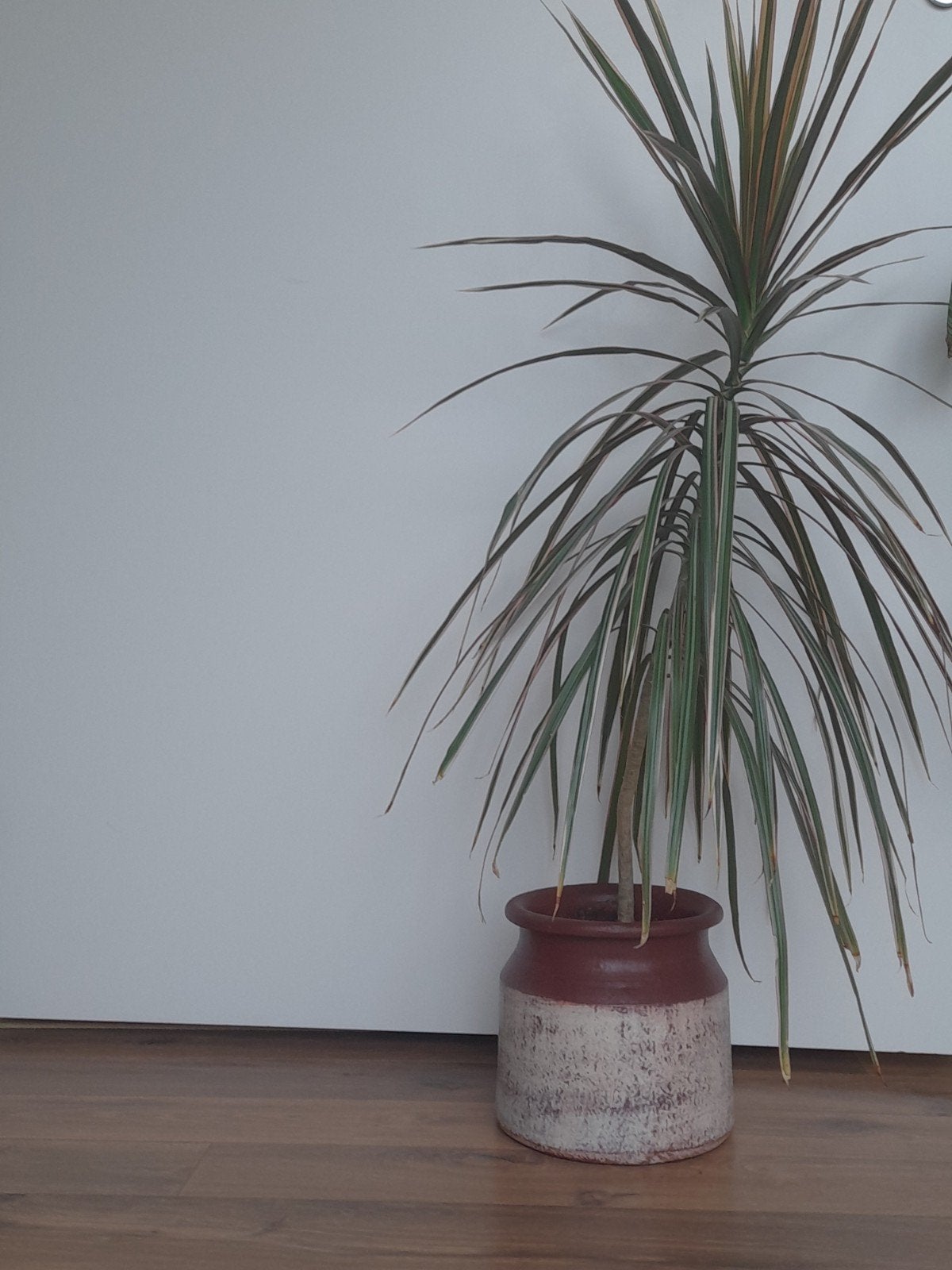 Gezonde Dracaena kamerplant in pot, Ophalen, 100 tot 150 cm, Overige soorten, Halfschaduw