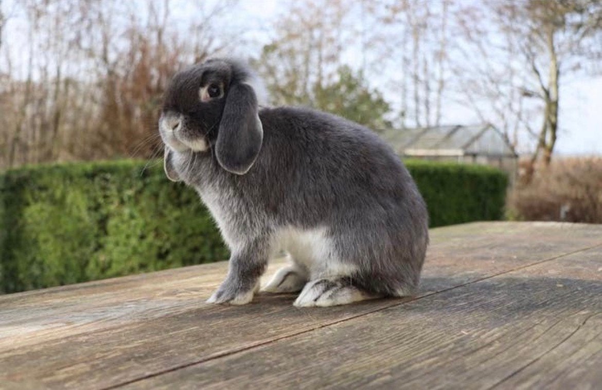 Minilopjes beschikbaar, Dieren en Toebehoren, Konijnen, Meerdere dieren, Klein, Hangoor, 0 tot 2 jaar